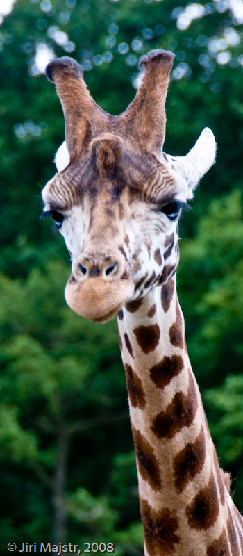 Woburn Giraffe Tall